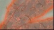 OUTPUT_000297.jpg